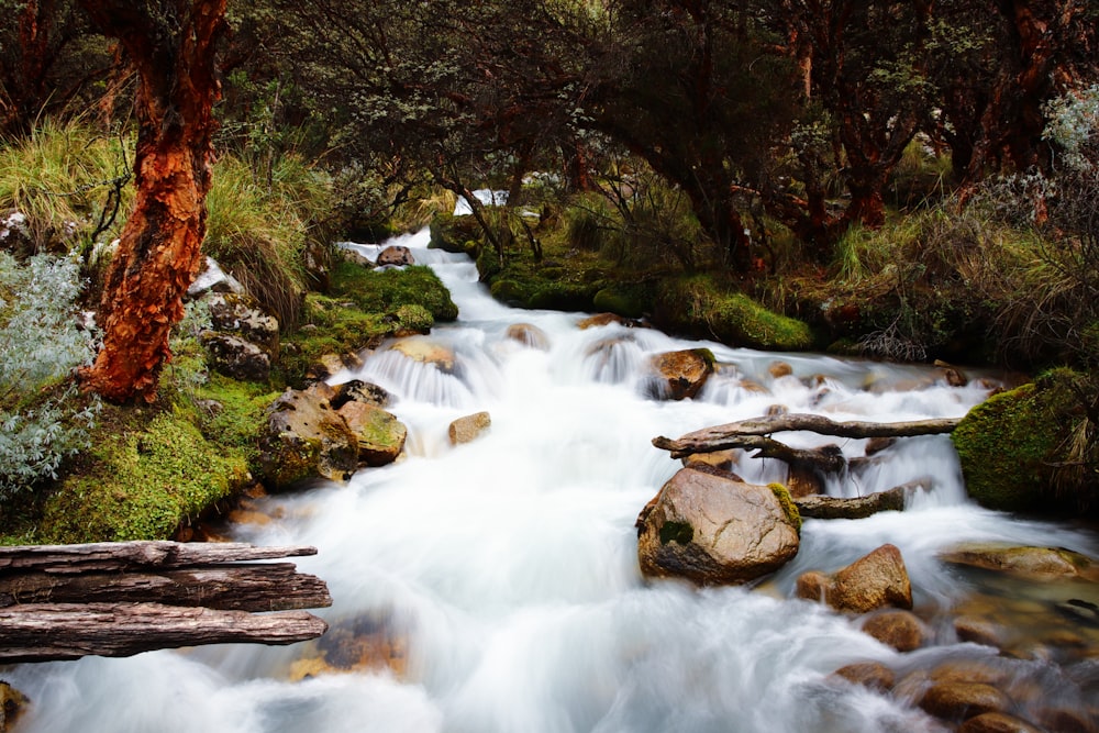 Córrego de água perto de árvores