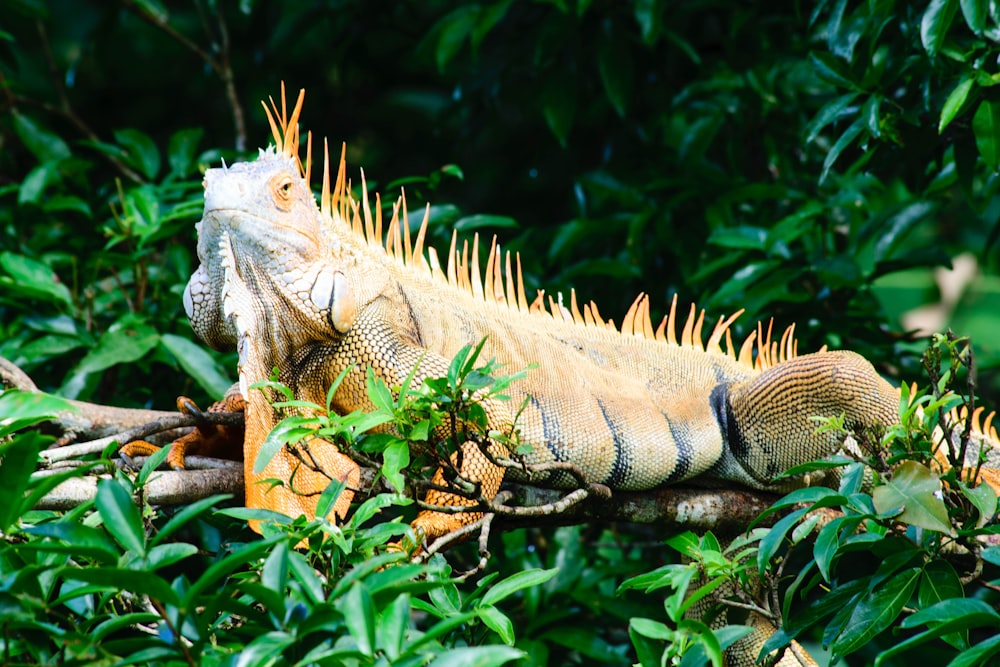 Foto de dragón barbudo beige en planta de hojas verdes