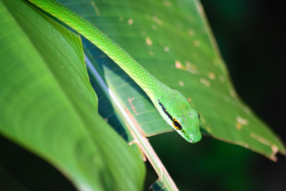 fotografia de closeup de cobra verde