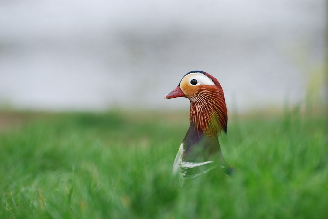 white, brown, and orange bird