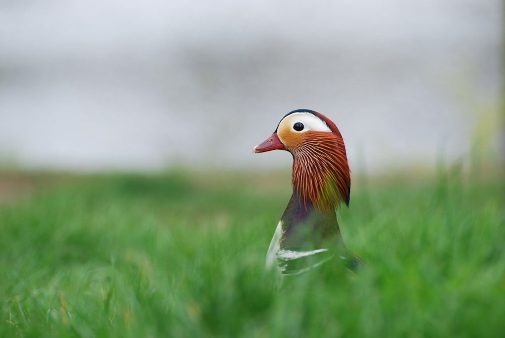 pájaro blanco, marrón y naranja