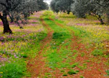 A winding mountain trail lined with olive trees and wildflowers, inviting hikers to explore.