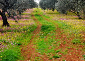 A winding mountain trail lined with olive trees and wildflowers, inviting hikers to explore.