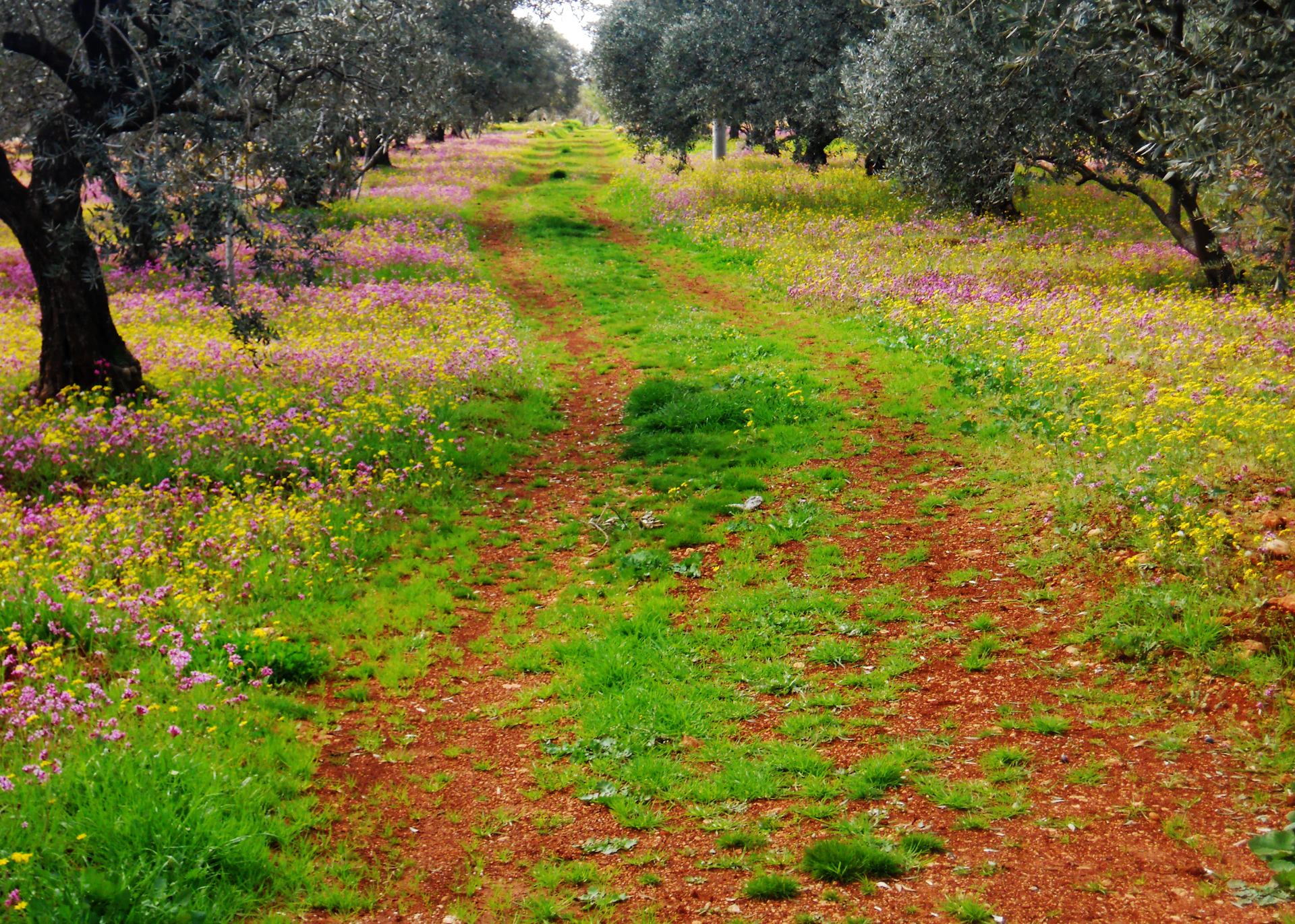 A scenic hiking trail winding through rugged Andalusian hills, dotted with olive trees and offering panoramic views of the countryside.