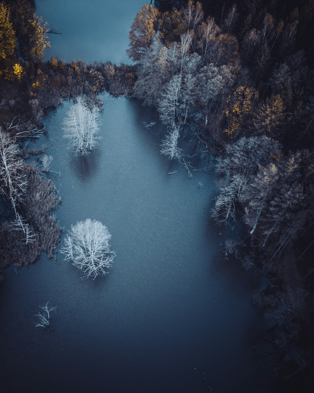 Vista aérea de un cuerpo de agua cerca de los árboles