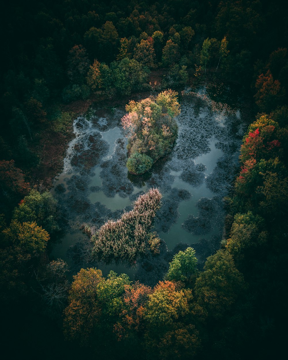 aerial shot of green forest