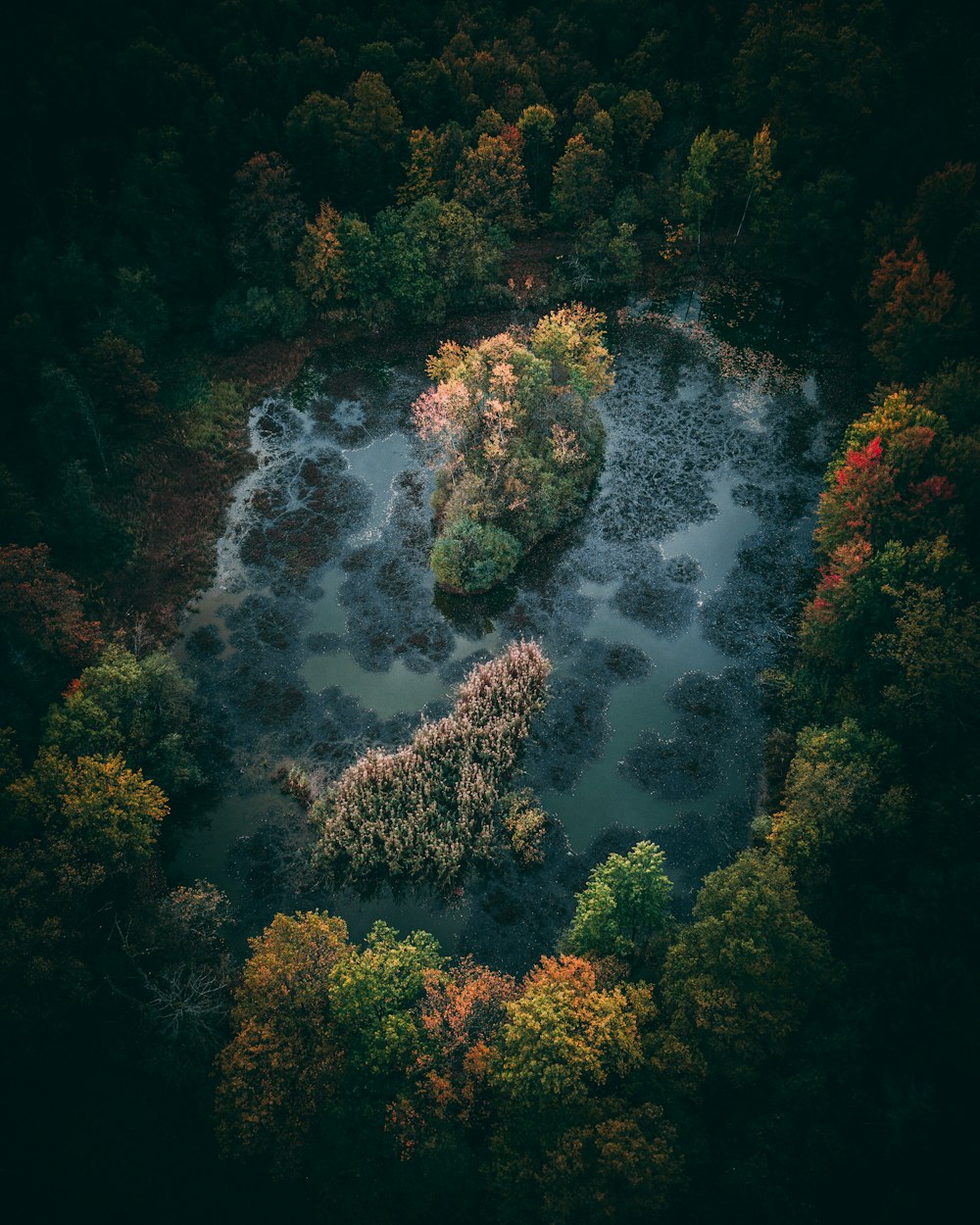 Vue aérienne de la forêt verte