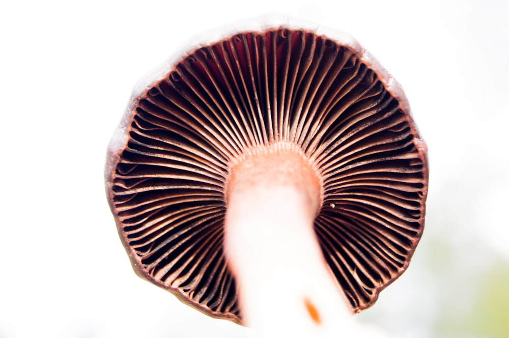 fotografia ravvicinata di fungo marrone