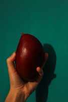 A farmer gently inspecting a plump mango, embodying dedication and expertise.