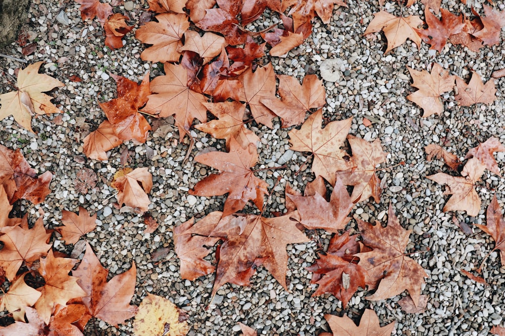 withered brown maple leaves