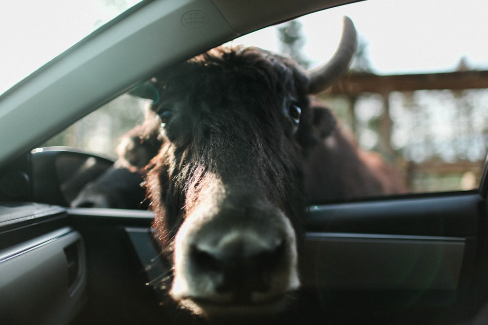 brown animal head inside car