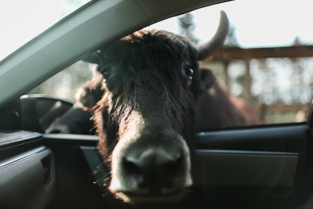 testa di animale marrone all'interno dell'auto