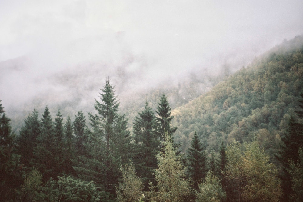 green trees over foggy mountains