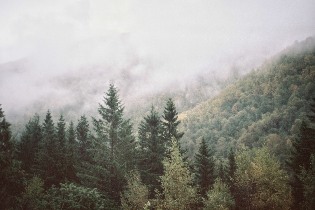 green trees over foggy mountains,