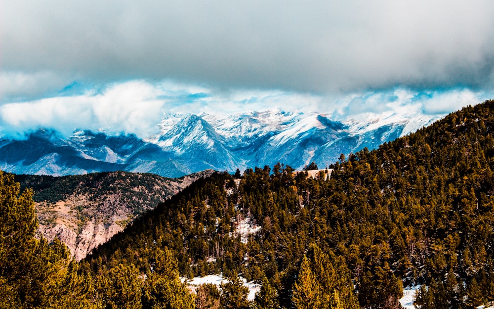 aerial photography of tall trees under white clouds at daytime