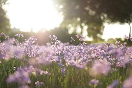purple flower field in tilt shift photography