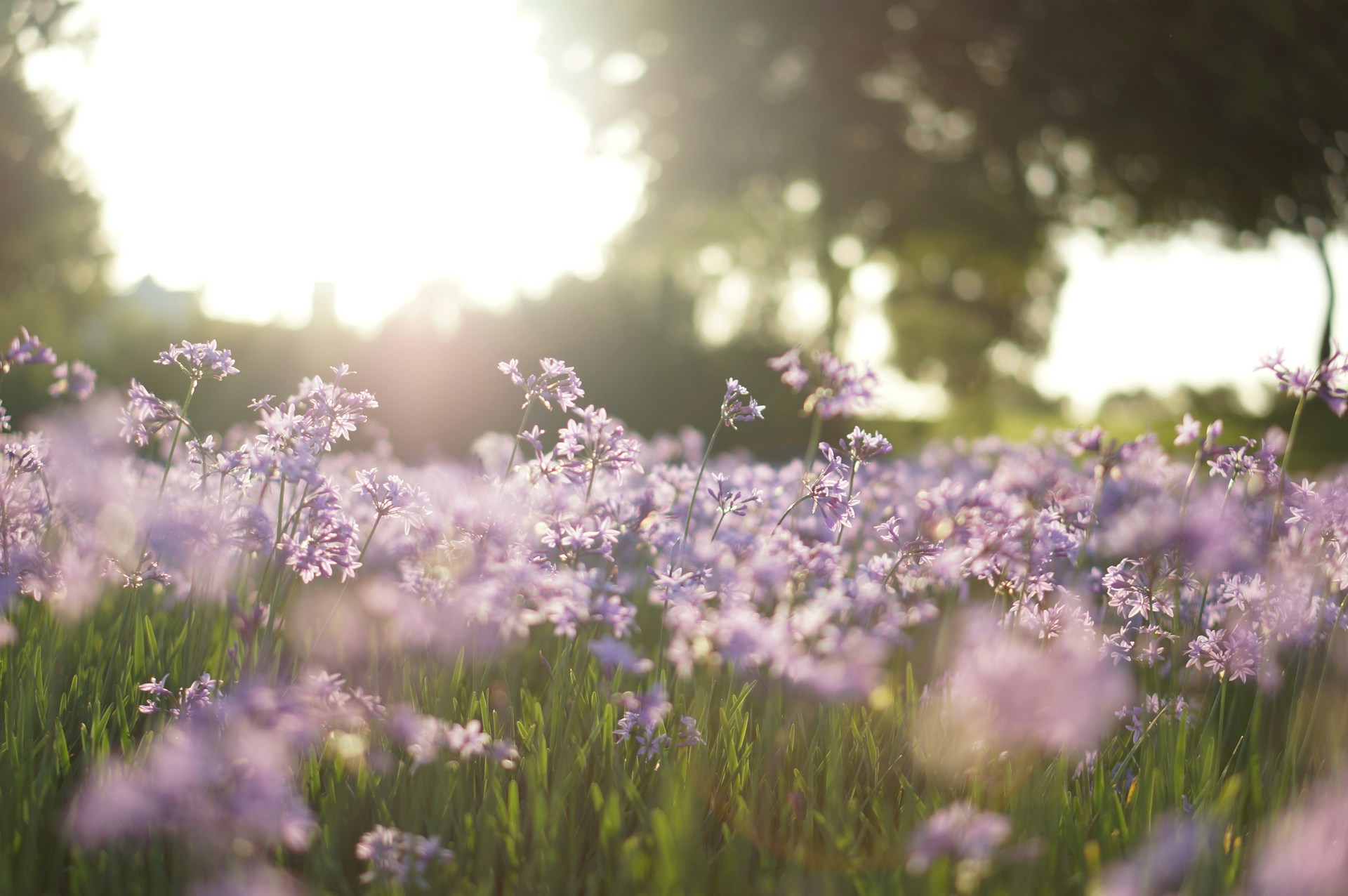 purple flower field in tilt shift photography