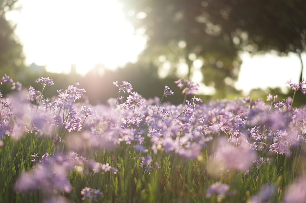 Campo de flores roxo na fotografia tilt shift