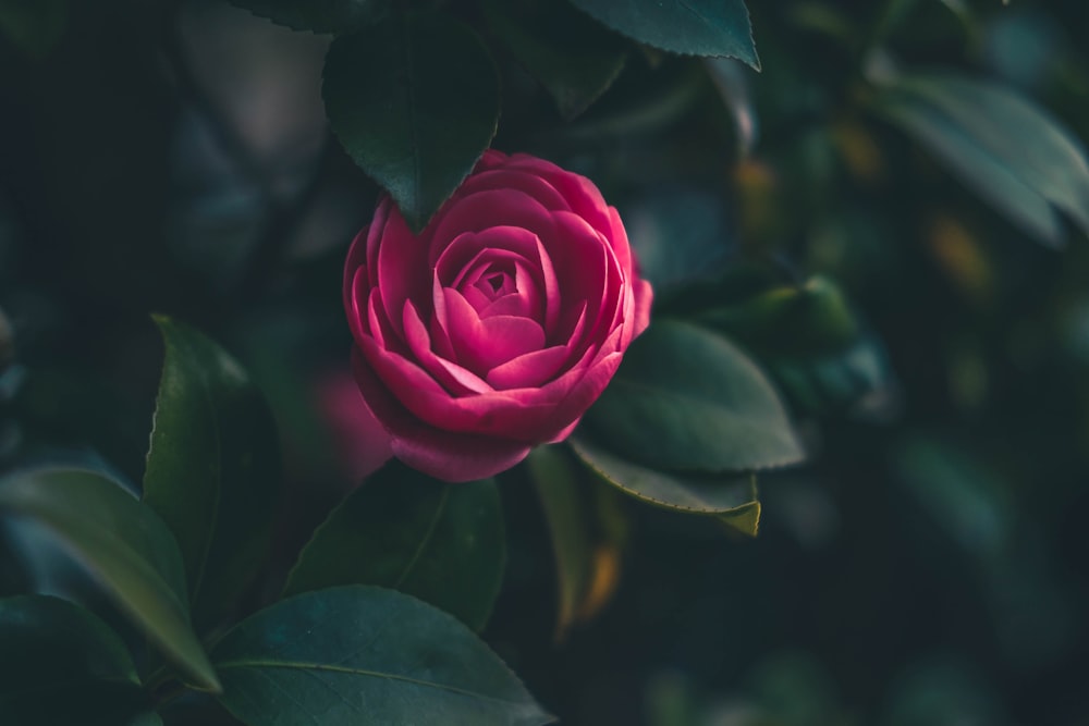 photo en gros plan de plante à feuilles vertes à fleurs rouges