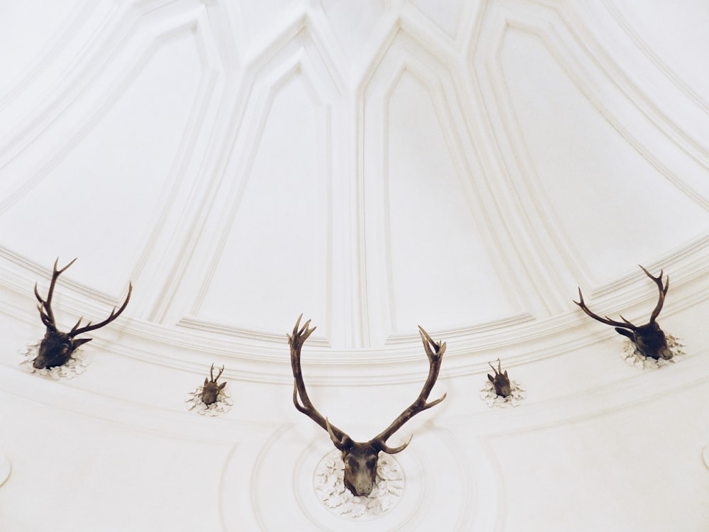 Cinco taxidermias de cabeza de ciervo negro en pared blanca