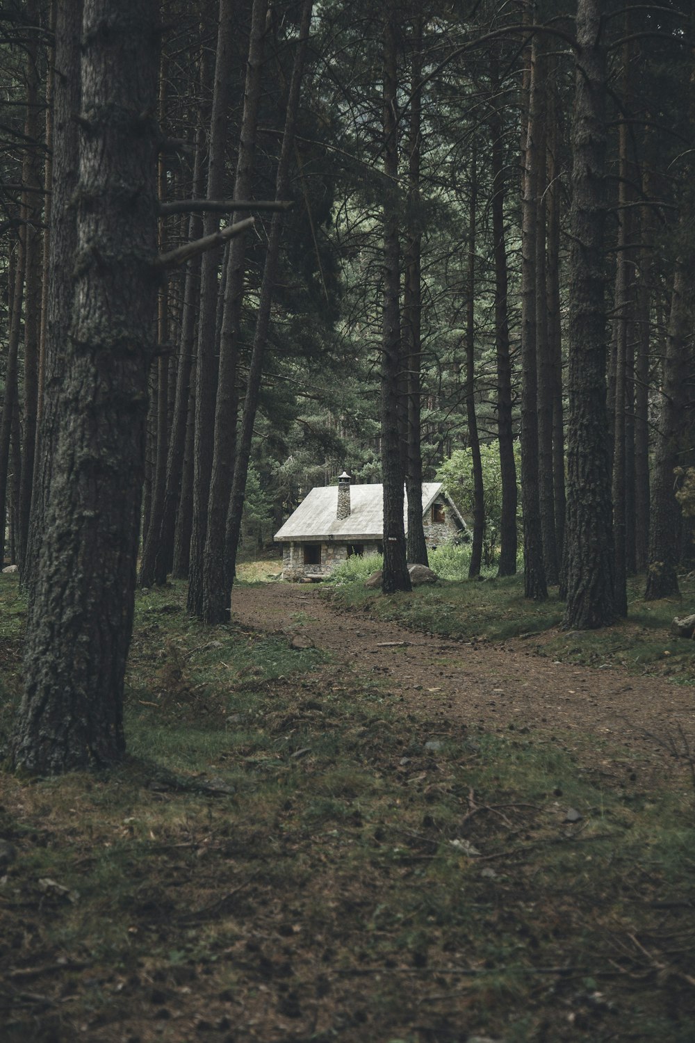 brown house surrounded with tree