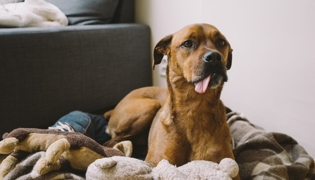 short-coated tan dog laying on brown and brown pet bed