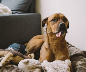 short-coated tan dog laying on brown and brown pet bed