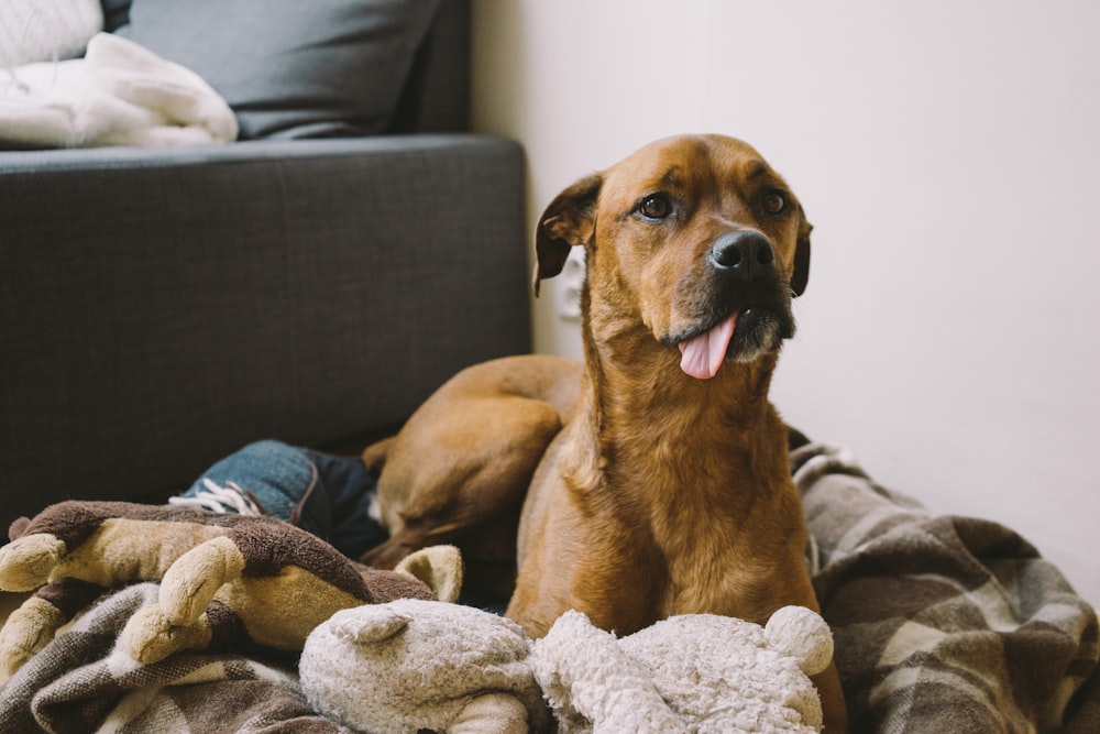 short-coated tan dog laying on brown and brown pet bed