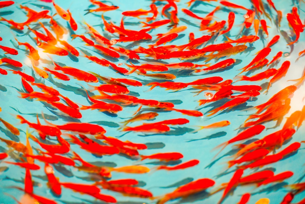 Schwarm orangefarbener Fische