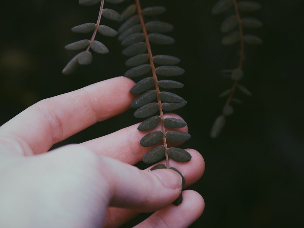 person holding green leafed plant