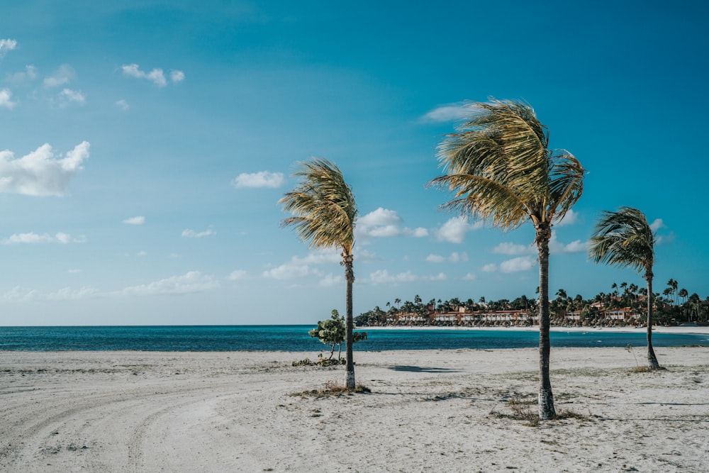 palmiers sur le rivage de la plage pendant la journée