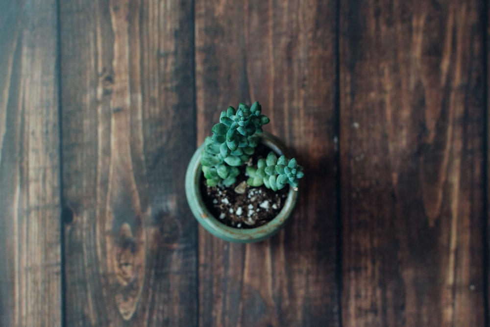 green succulent plant