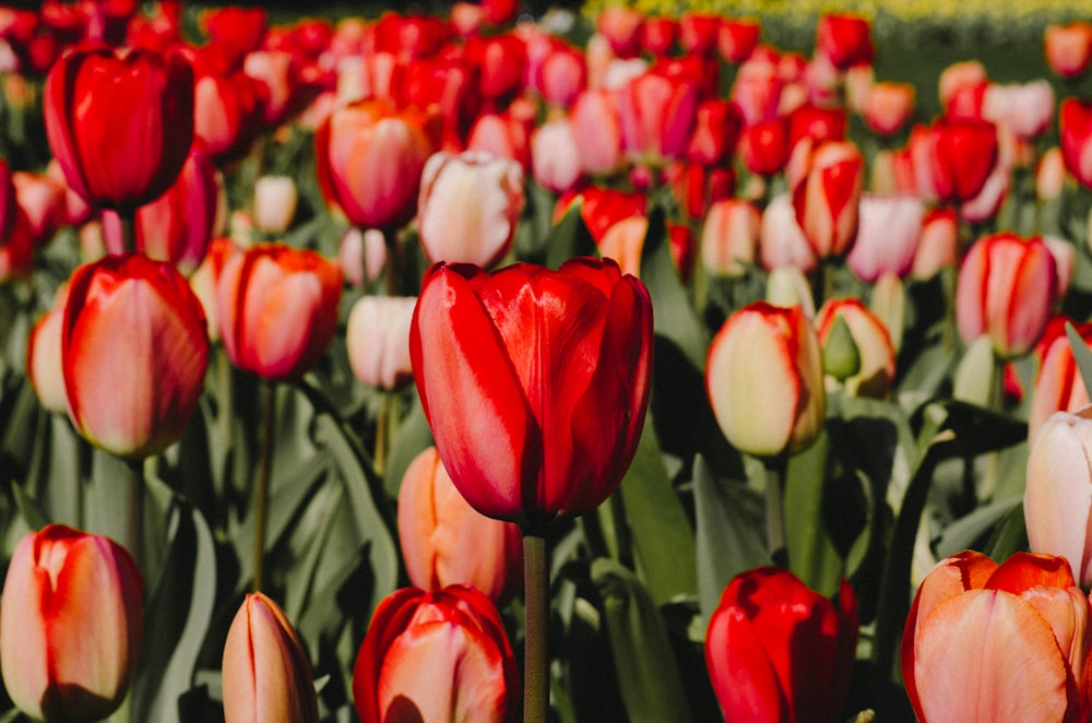 Fotografía de primer plano de flores de tulipanes rojos