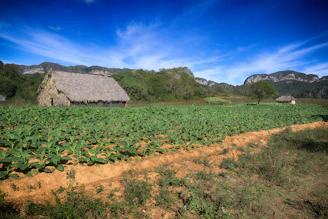 Lush green fields with tribal farmers tending to crops under a clear sky, showcasing community-driven nutrition efforts.