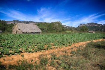 A lush green field with rows of crops stretches into the distance, bordered by a dense forest and towering mountains in the background. Two small, thatched-roof huts are visible, one prominently in the foreground to the left and another smaller one further back. The sky above is bright blue with wispy clouds.