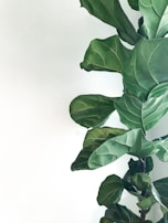 A tall fiddle leaf fig standing proudly by a reception desk.