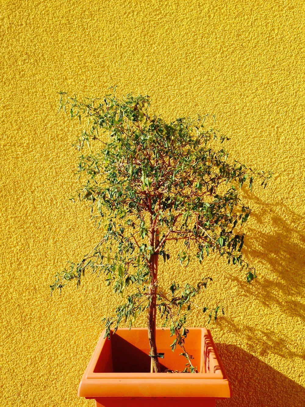 green plant on pot