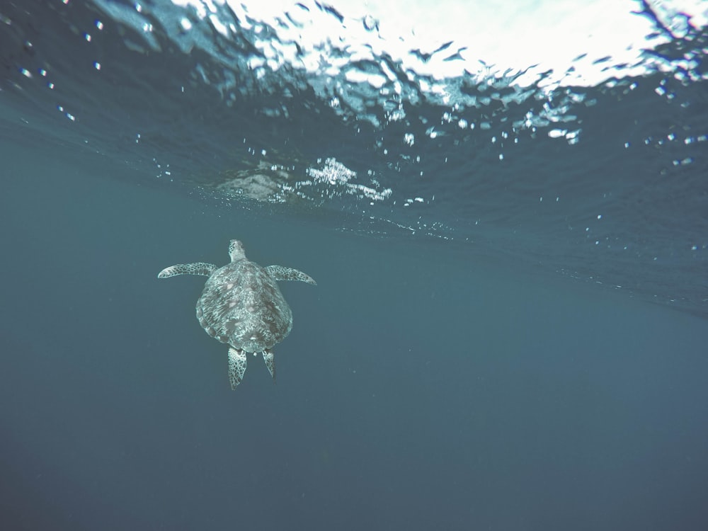 水中のウミガメ