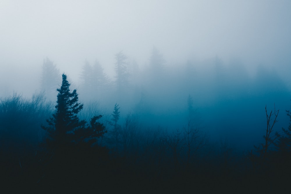 forest covered with fogs