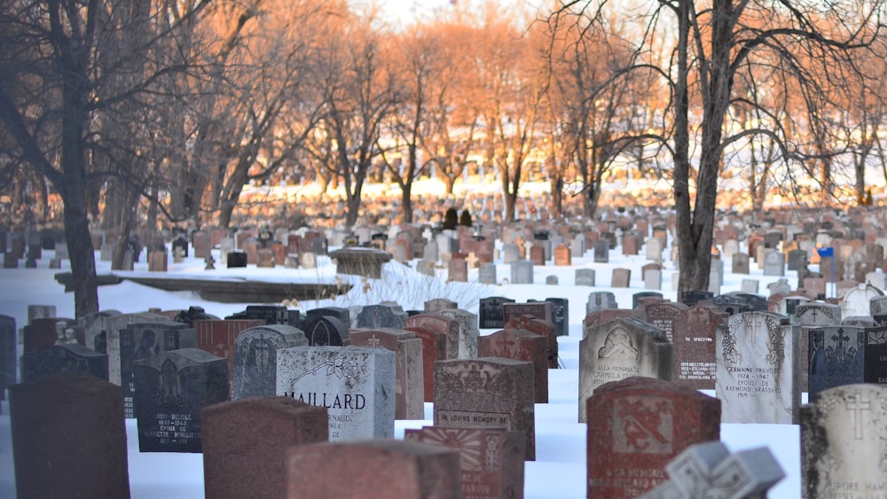 cimetière avec des arbres sous un ciel blanc