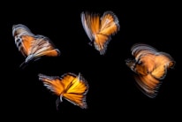 four brown butterflies