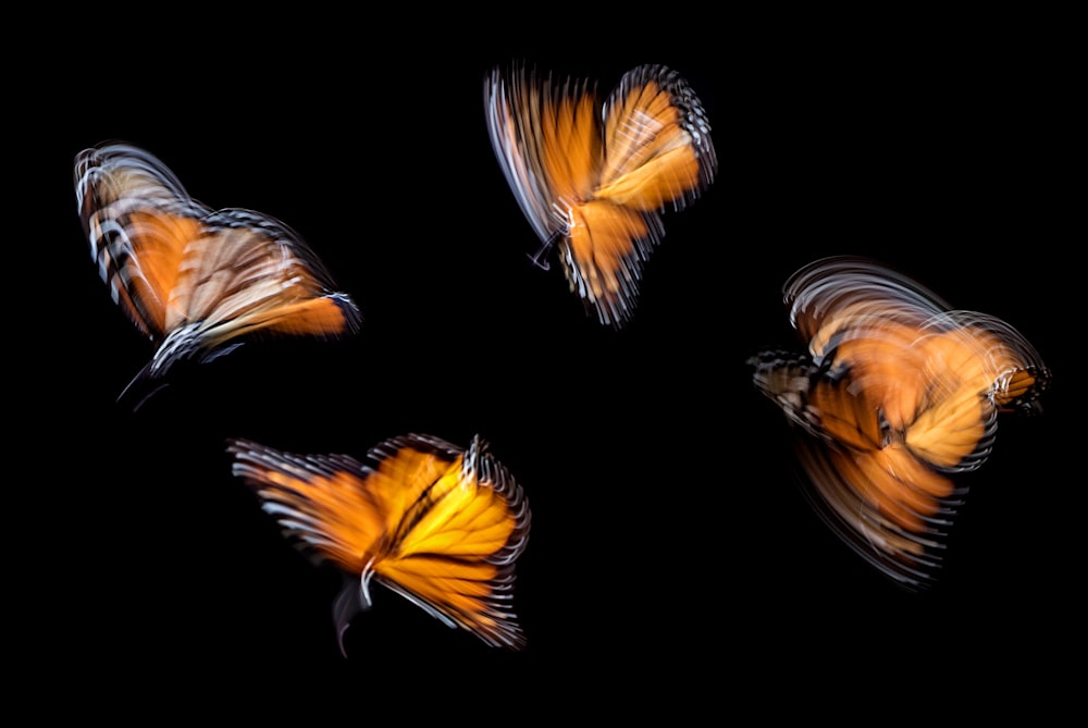 four brown butterflies