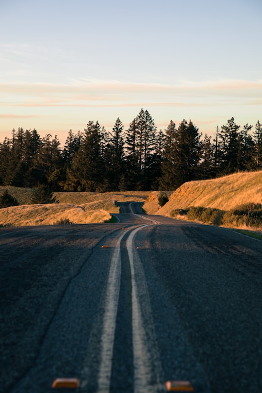 gray concrete road near trees in Mount Tamalpais United States