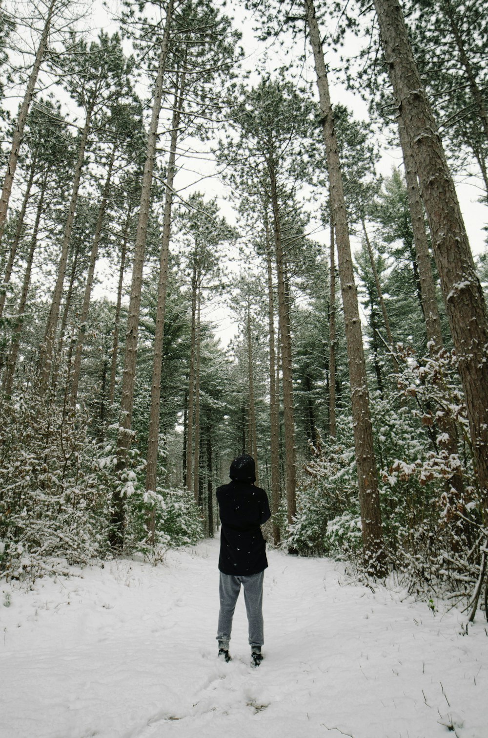 person standing in snow covered forest