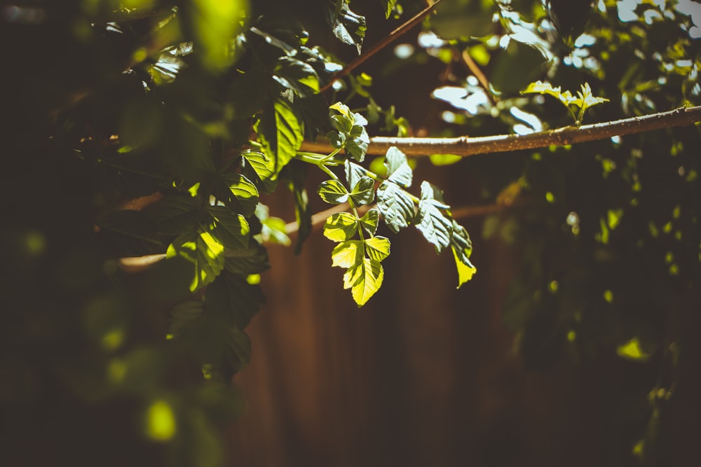 Grüner und brauner Baum tagsüber