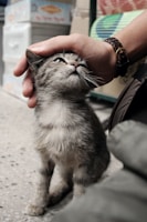 A hand gently petting the head of a small, scruffy kitten with light and dark fur. The kitten looks up towards the person, appearing content. In the background, there are some blurred objects, possibly boxes or bags, suggesting an outdoor or market-like setting.