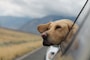 selective focus photography of Labrador in vehicle