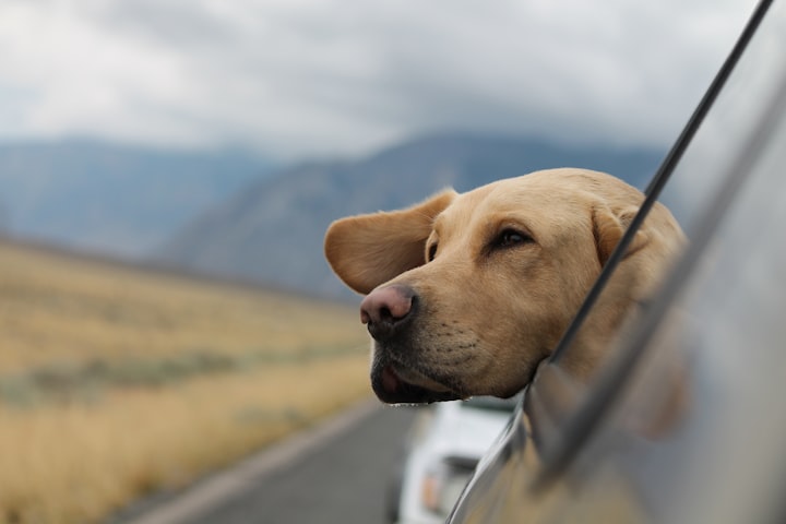 The Pros and Cons of Letting Your Dog Hang their Head out of the Car Window