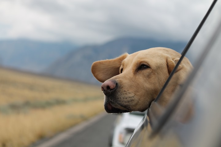 5 Important Tips For Taking A Road Trip With Your Pet
