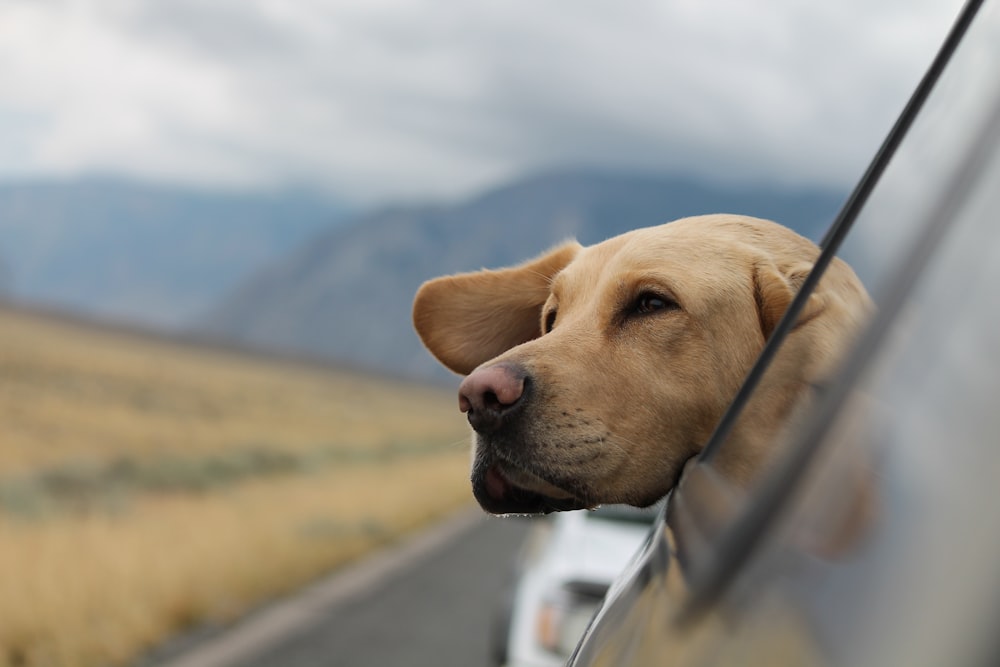 photographie sélective du Labrador dans un véhicule